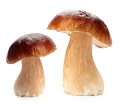 Міцелії грибів у пакетах